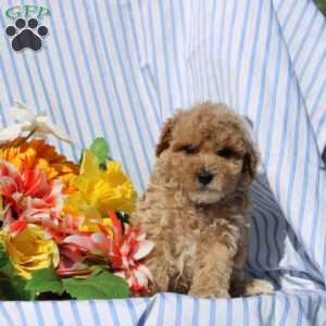 Byron, Toy Poodle Puppy